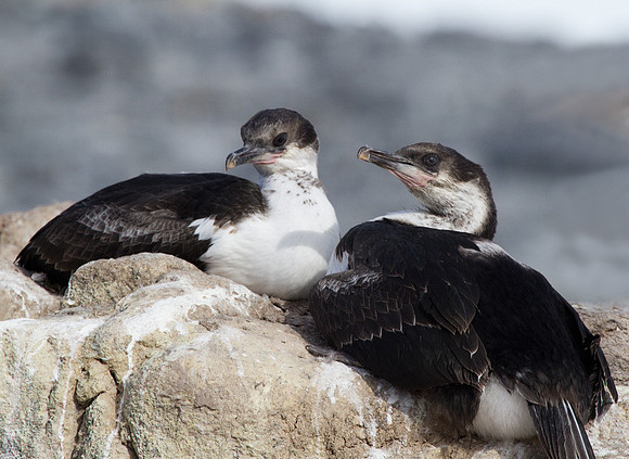 Antarctic Blue Eyed Shags #2