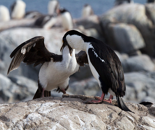 Antarctic Blue Eyed Shag Feeding Young #1