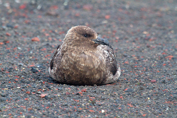 South Polar Skua #2
