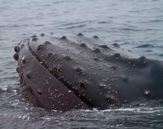 Humpback Surfacing