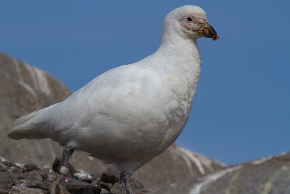 Pale Faced Sheathbill
