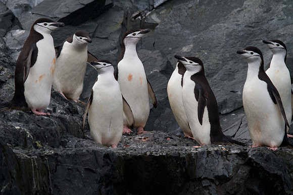 Chinstrap Colony