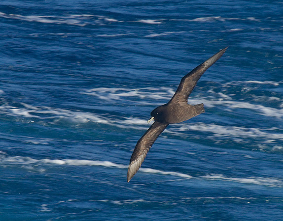 Northern Giant Petral (Juvenile)