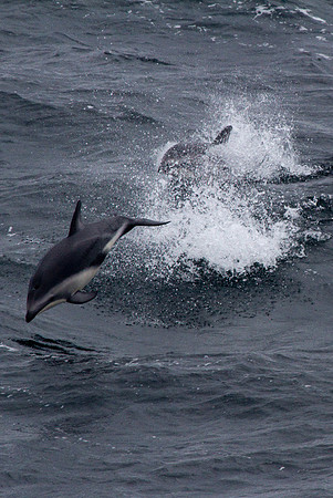 Peale's Dolphins #2