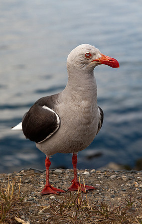 Dolphin Gull