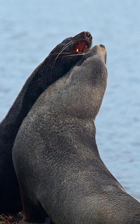 Sparring Seals