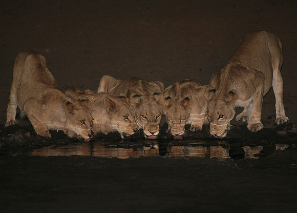 Kruger Park SA, Lions at Waterhole