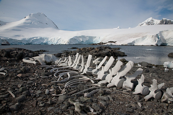 Whale Skeleton #2