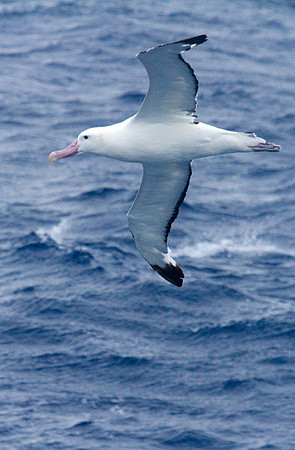 Wandering Albatross #3