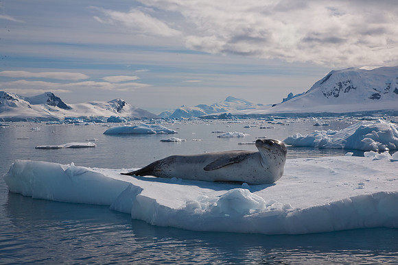 Sunbathing Seal