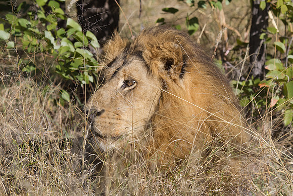 Male Lion at Xakanaxa #9