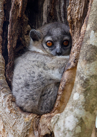 White Footed Sportive Lemur 1
