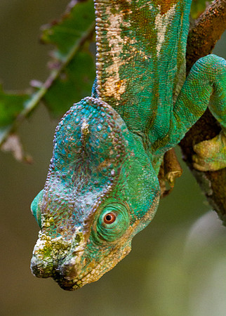 Parson's Chameleon 7