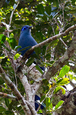 Blue Coua