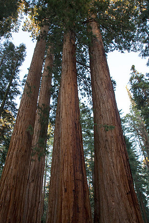 Sequoia 7
